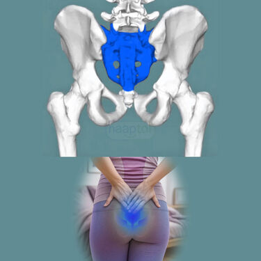 Egg Sitter For Back Pain Relief (ESC1)