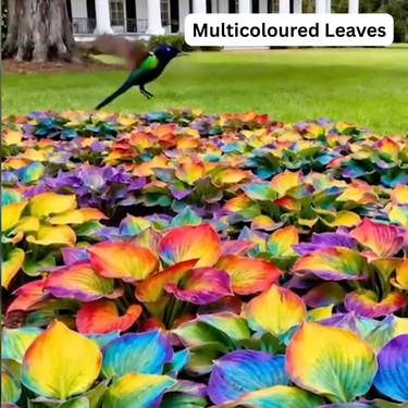 Hosta Flower Hybrid Seeds For Home Garden (GDN22)