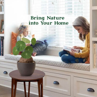 Everlasting Green Wonder Air Purifying Plant (Stephania Erecta)