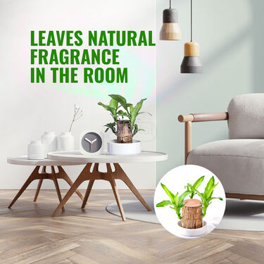 Air Purifying & Mosquito Repellant Wood Plant - Bogo (IWP2)