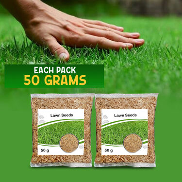Lawn Seeds For Kitchen Gardening - Pack of 2 (LASEDP2)