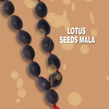 Kamal Gatta Japa Mala - 108 Seeds (KGJM5)