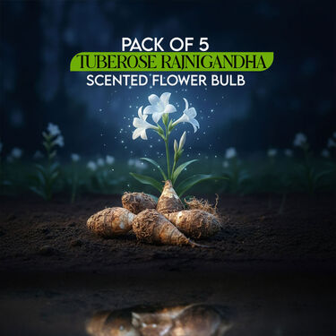 Pack of 5 Tuberose Rajnigandha Scented Flower Bulb (TUB5)
