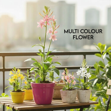 Pack of 5 Tuberose Rajnigandha Scented Flower Bulb (TUB5)