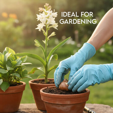 Pack of 5 Tuberose Rajnigandha Scented Flower Bulb (TUB5)