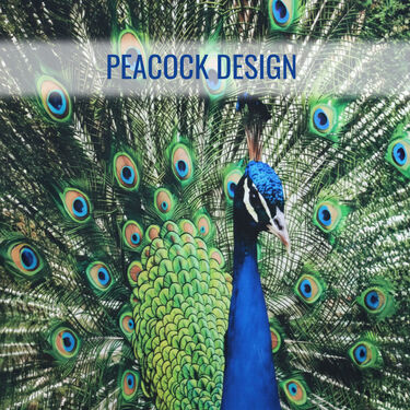 Peacock Printed Curtain (CU14)