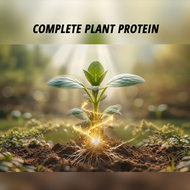 Nutraj Chia Seeds - 400GM (NUTC)