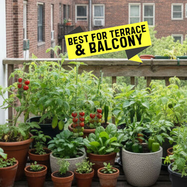 Pack of 25 Native Vegetable Seeds For Home Garden (VEG2)