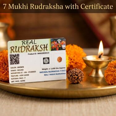 7 Mukhi Rudraksha With Certificate (SJR10)