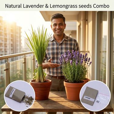 Mosquito Repellent Plants - Lemongrass & Lavender (MPS1)