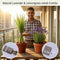 Mosquito Repellent Plants - Lemongrass & Lavender (MPS1)