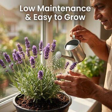Mosquito Repellent Plants - Lemongrass & Lavender (MPS1)