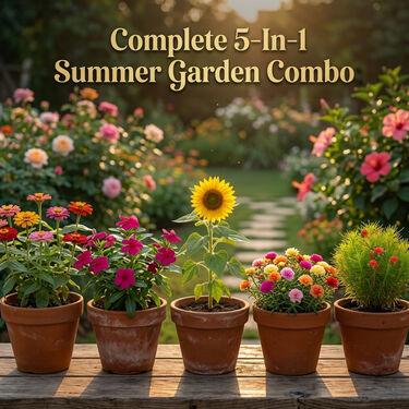 Pack of 5 Summer Flower Seeds For Pots Terrace & Home Garden (SFS5)