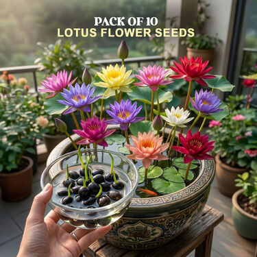 Pack of 10 Lotus Flower Seeds (LFS2)