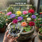 Pack of 10 Lotus Flower Seeds (LFS2)