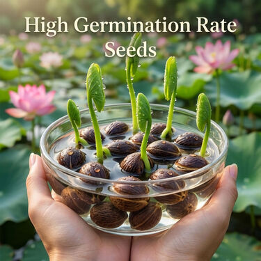 Pack of 10 Lotus Flower Seeds (LFS2)