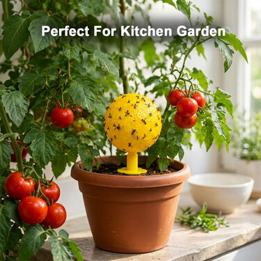 Pack Of 4 Fruit Fly Trap For Home & Garden (FR4)