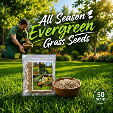 All Season Evergreen Grass Seeds (GSD2)