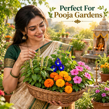 Pack of 4 Daily Pooja Ritual Flower Seeds (GDN7)