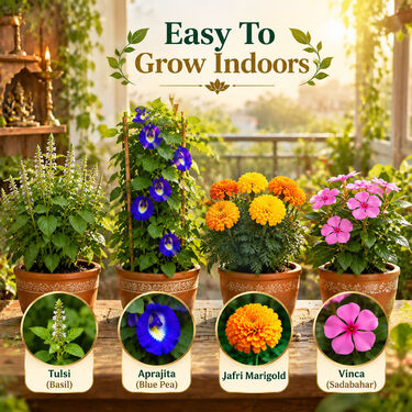 Pack of 4 Daily Pooja Ritual Flower Seeds (GDN7)
