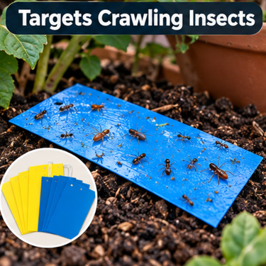 Garden Insect Sticky Traps Pack Of 10 (SAN10)