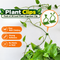Plant Climbing Wall Organiser Clips Pack of 30 (GDN8)