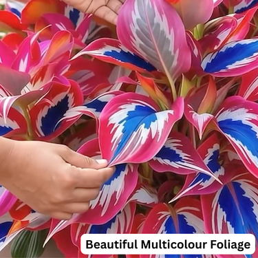 Hosta Flower Hybrid Seeds For Home Garden (GDN22)