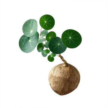 Everlasting Green Wonder Air Purifying Plant (Stephania Erecta)