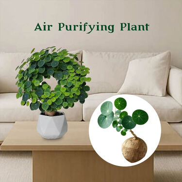 Everlasting Green Wonder Air Purifying Plant (Stephania Erecta)