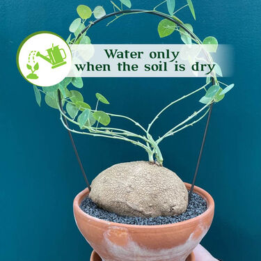 Everlasting Green Wonder Air Purifying Plant (Stephania Erecta)