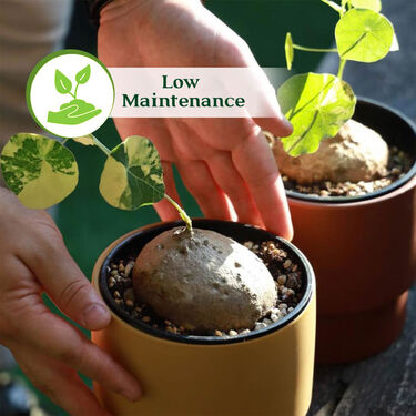 Everlasting Green Wonder Air Purifying Plant (Stephania Erecta)