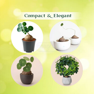 Everlasting Green Wonder Air Purifying Plant (Stephania Erecta)
