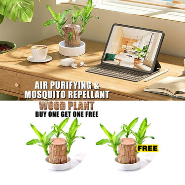 Air Purifying & Mosquito Repellant Wood Plant - Bogo (IWP2)