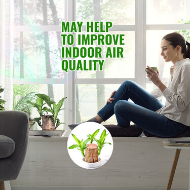 Air Purifying & Mosquito Repellant Wood Plant - Bogo (IWP2)