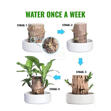 Air Purifying & Mosquito Repellant Wood Plant - Bogo (IWP2)