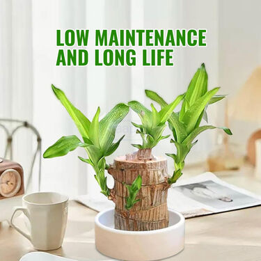 Air Purifying & Mosquito Repellant Wood Plant - Bogo (IWP2)