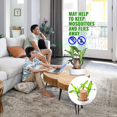 Air Purifying & Mosquito Repellant Wood Plant - Bogo (IWP2)