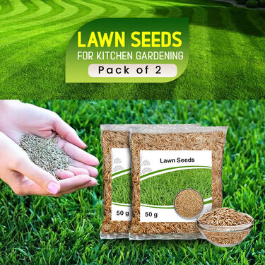Lawn Seeds For Kitchen Gardening - Pack of 2 (LASEDP2)