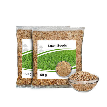 Lawn Seeds For Kitchen Gardening - Pack of 2 (LASEDP2)
