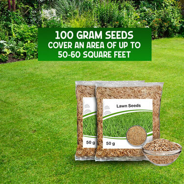 Lawn Seeds For Kitchen Gardening - Pack of 2 (LASEDP2)