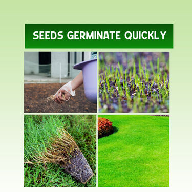 Lawn Seeds For Kitchen Gardening - Pack of 2 (LASEDP2)